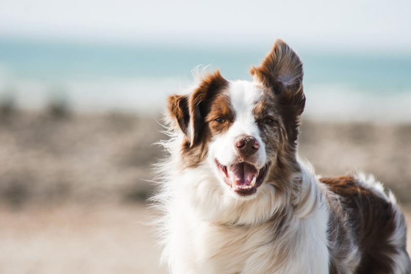 Small dog full grooming service