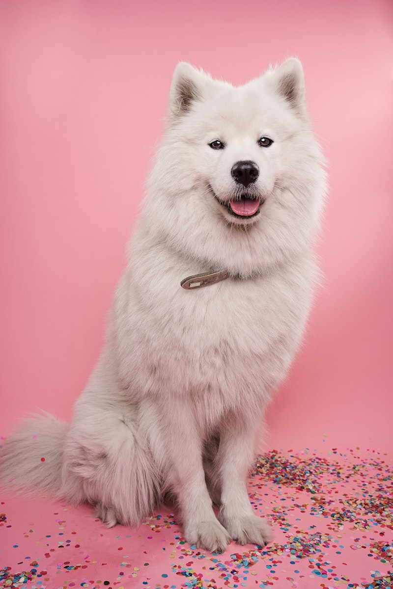 Professional grooming tools used at Fancy Paws