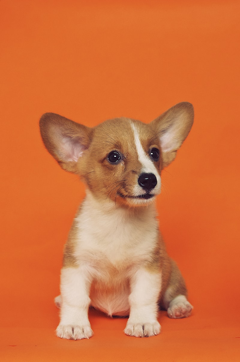 Medium dog full grooming service