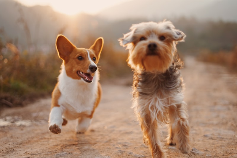 Happy dogs after their grooming appointment